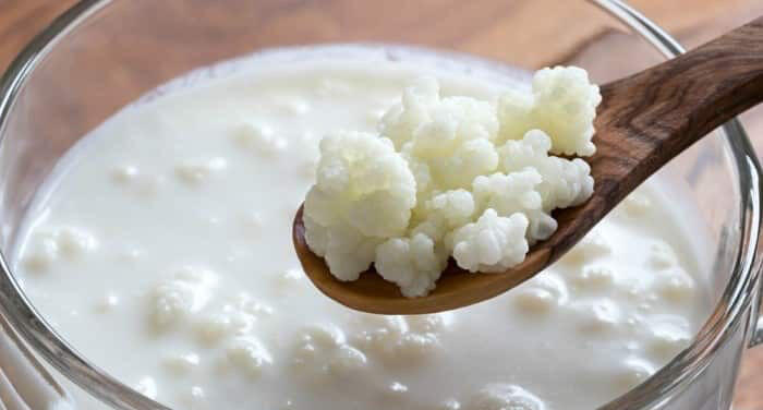 Untitled Nódulos de kéfir de leche natural.